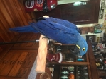 Hyacinth Macaw