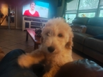 Goldendoodle