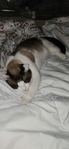 Snowshoe