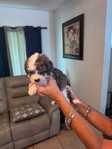 Mini Sheepadoodle
