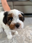 Yorkshire Terrier (Yorkie)