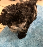 Shih-Poo