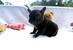 French bulldog