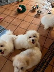 COTON DE TULEAR
