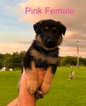 GERMAN SHEPHERD PUPPIES