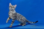 Bengal