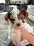 Yorkshire Terrier (Yorkie)