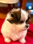 Bichon / Pom / Shih Tzu / Yorkie mix.
