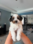 Yorkshire Terrier (Yorkie)