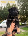 GERMAN SHEPHERD PUPPIES