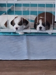 Lhasa Apso