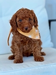 AKC Toy Poodle