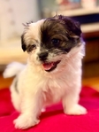 Bichon / Pom / Shih Tzu / Yorkie mix.