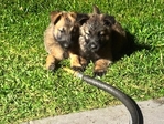 Belgium/Shepherd