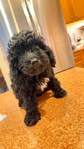 Toy/mini poodle