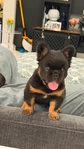 French Bulldog