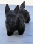 Scottish Terrier