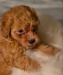 TOY POODLE