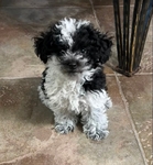 Shih-Poo