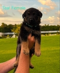 GERMAN SHEPHERD PUPPIES