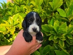 Cockapoo