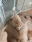 Goldendoodle