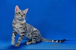 Bengal