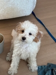 Toy Bernadoodle puppy