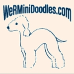 Toy Goldendoodle