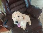 Goldendoodle