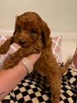 Mini Goldendoodles