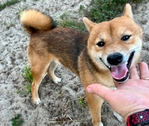 Shiba Inu