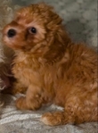 TOY POODLE