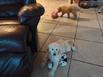 Goldendoodle