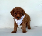 Poodle (AKC Toy)