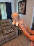 Mini Sheepadoodle