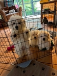 COTON DE TULEAR
