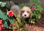 CavaPoo