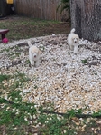 STANDARD POODLES