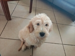 Goldendoodle