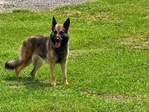 Belgium/Shepherd