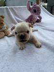 French bulldog
