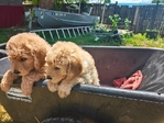 Goldendoodle