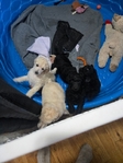 Standard Poodle