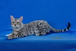 Bengal