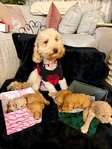 Miniature Poodle Puppies
