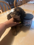 Toy Poodle