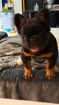 French Bulldog