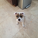 AKC registered Staffordshire Bull Terrier