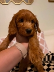 Mini Goldendoodles